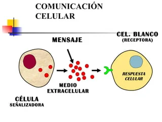 Comunicación celular