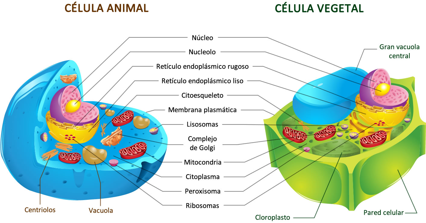 Célula Eucariotas animal y vegetal
