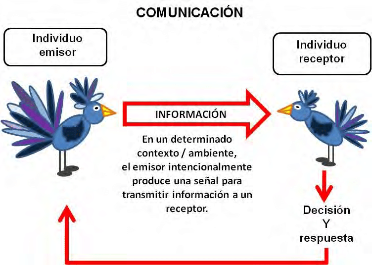 comunicación entre 2 aves