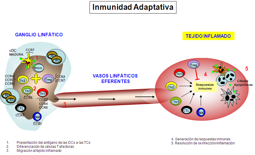 comunicacion entre ganglio linfático y un tejido inflamado