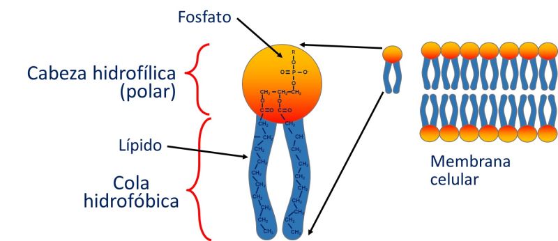 Diagrama de un fosfolípido