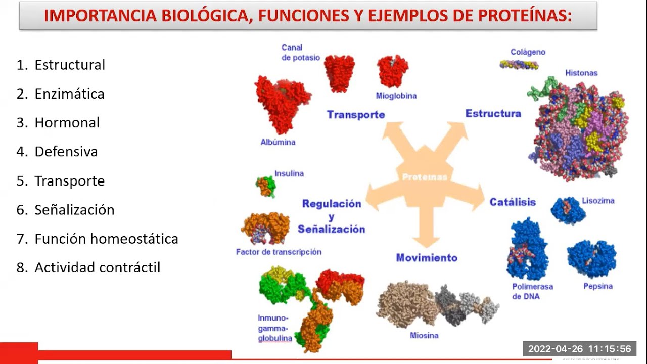 funciones de las proteinas