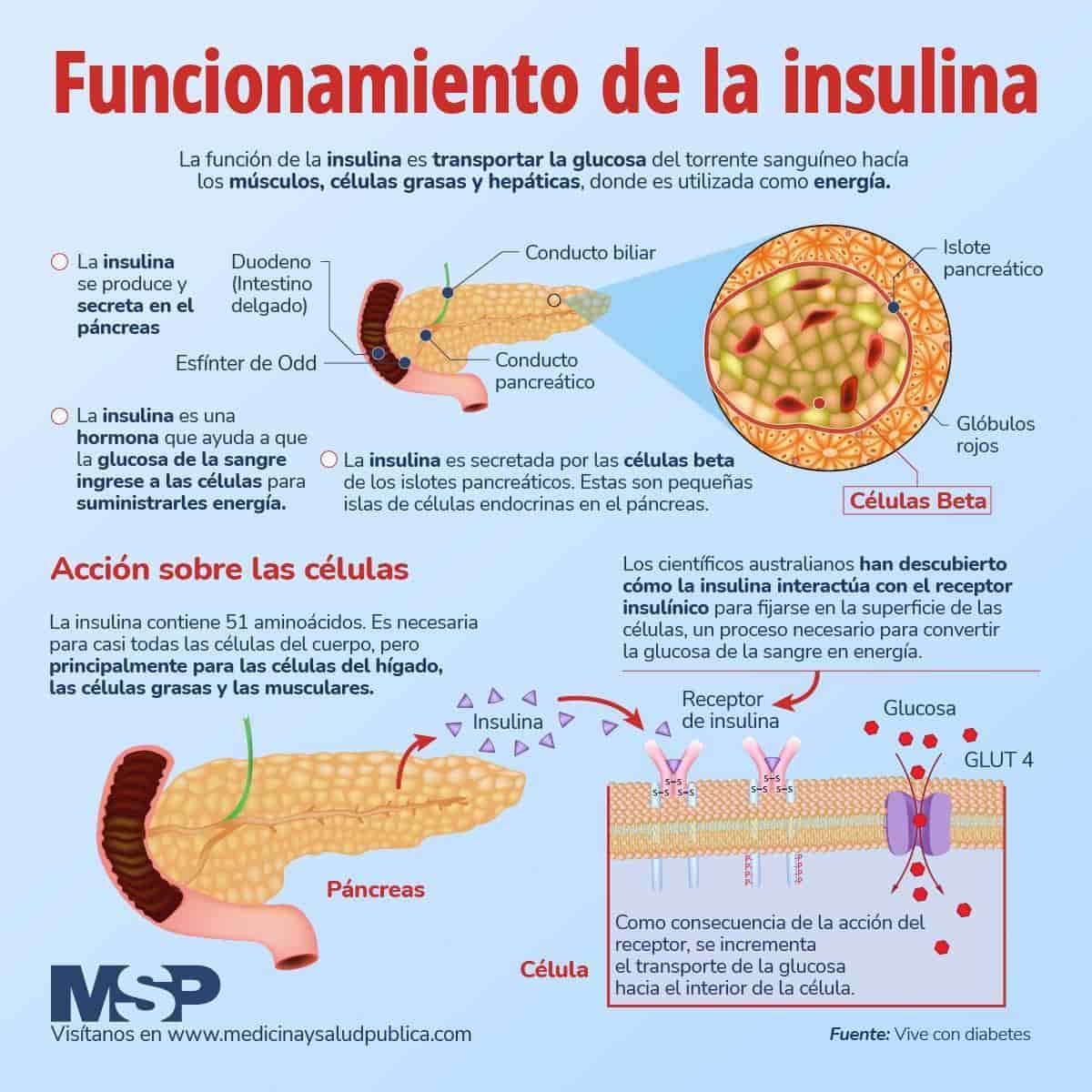 funciones de la insulina