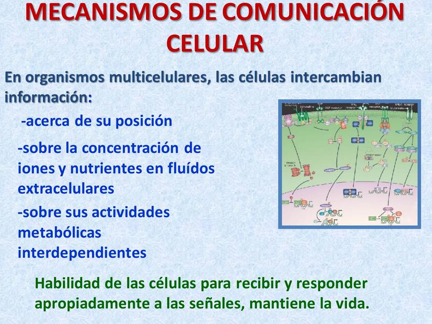 cuadro sobre mecanismos de comunicación celular