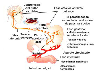 cuadro de secreción gastrica