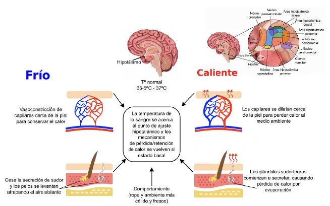 imagen con el circuito de termoregulación