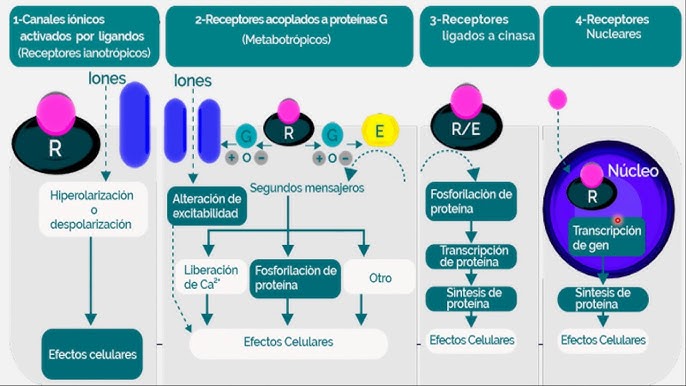 tipos de receptores celulares